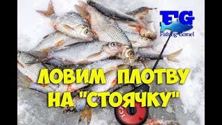 Ловля плотву зимой на стоячку
