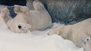 Polar bears get a snow day ... in San Diego