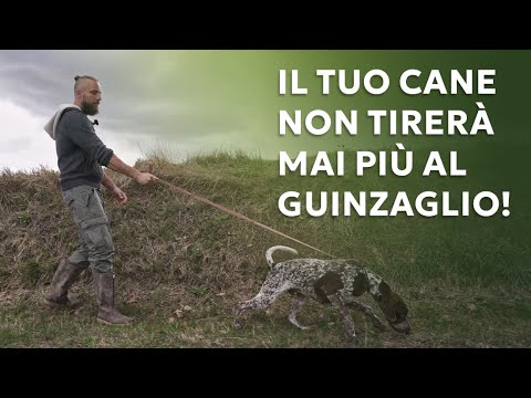 Il tuo cane non tirerà mai più il guinzaglio