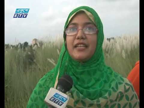 অবারিত সবুজের বুকে শুভ্র কাশফুল