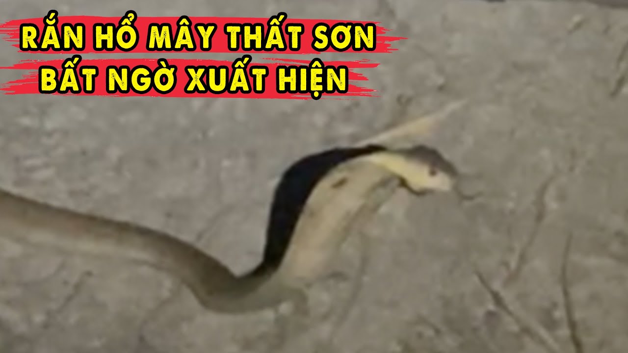 Nghẹt Thở khi Đối Diện với Hổ Mây Thất Sơn - P2