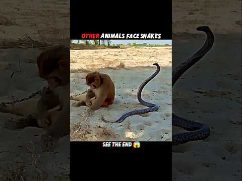 Cats Outsmart Snakes with Lightning Reflexes! #trending #animals #wildlife #cat #snake #viral