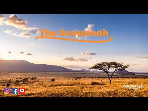 The MOST biodiverse biome on EARTH?! - The Savannah Biome