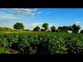 Pinda De Jaye Panjabi Status Video Osm