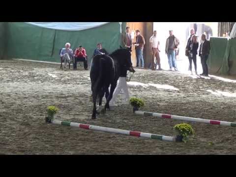 Ravallo M felvezetés