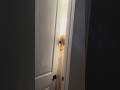 Daughter See S Creepy Man In Her Room And Dad Does This Shorts