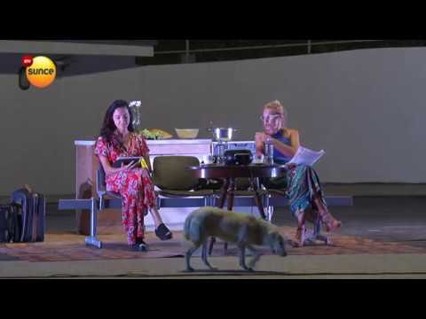 RTV Sunce -  Šokantno: Čovek ujeo psa u Aranđelovcu