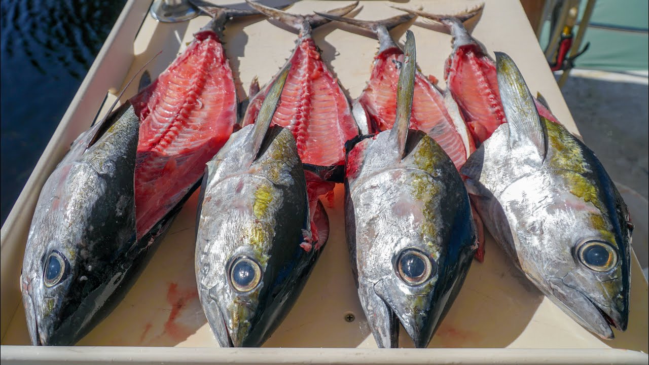 Tuna SCRAPS! - Catch Clean Cook (Blackfin Tuna Collars)