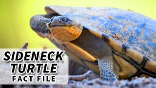 Sideneck Turtle Facts: the SNAKE NECK Turtle | Animal Fact Files