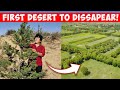 How This Woman Totally Reversed Chinas Desert - From Sand Dunes To Green Forests
