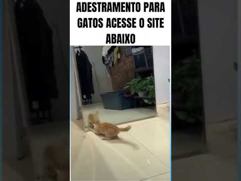 Vídeos de animais engraçados 2021   Impossível não rir   Videos engraçados III #10 #Shorts