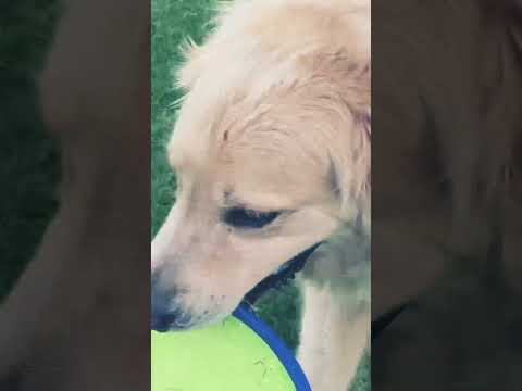 #spring #cuteanimal #nature #shortdogvideos #playfulldog #shortvideo #walking  #goldenretreiver