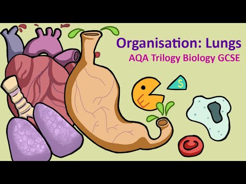 GCSE Science Biology AQA : Organisation: The Lungs