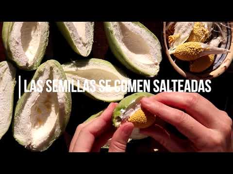 TASI o DOCA planta comestible