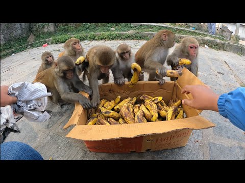 feeding banana || monkey love banana