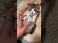Kitten S Priceless Reaction To Losing Her Baby Bottle Watch Till The End Shorts