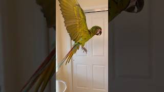 Great Green Macaw Short Flight Recalls Indoors