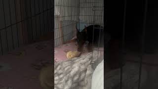 Video preview image #1 Doberman Pinscher Puppy For Sale in Buffalo, MN, USA