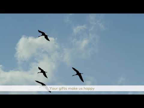 We Do Eco - Pronovias Group