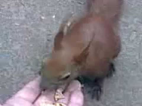 oxudlu deleye kievde qoz yedirir