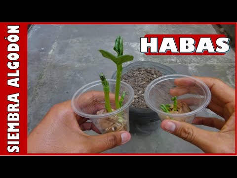 LEARN TO GERMINATE BROAD BEANS USING THE DAMP COTTON METHOD