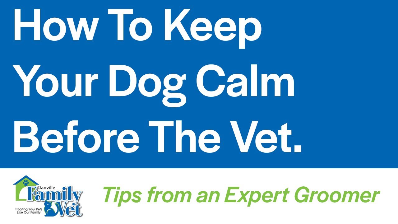 How to Keep Your Dog Calm Before the Vet