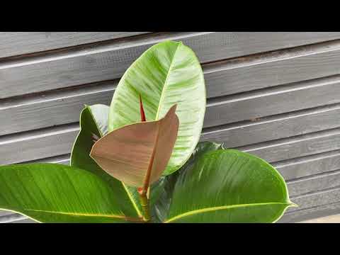 85cm Ficus Elastica Robusta | House Plant | 21cm Pot | 85cm Height