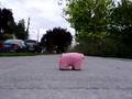 Wamu Pig 1