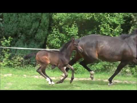 *2017 Stutfohlen von Symphonic - Rock Forever NRW