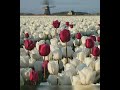 Nature Beauty Relaxing Mind Audio Sound And Nature Beautiful Images