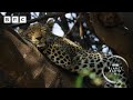 This Leopardess Has An INCREDIBLE Hunting Technique Planet Earth III BBC