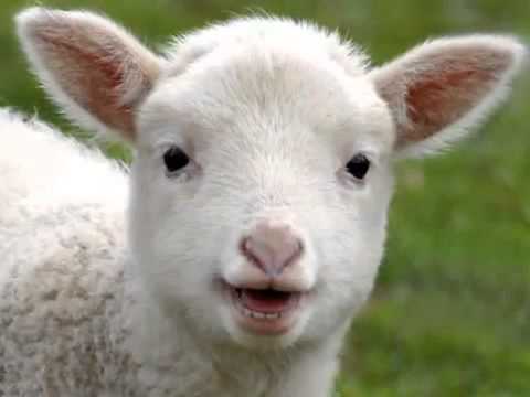 La Fontaine en chansons Le loup et l agneau