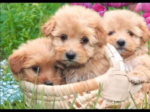 Puppy L♥ve for ♥Sweet Mitzy♥