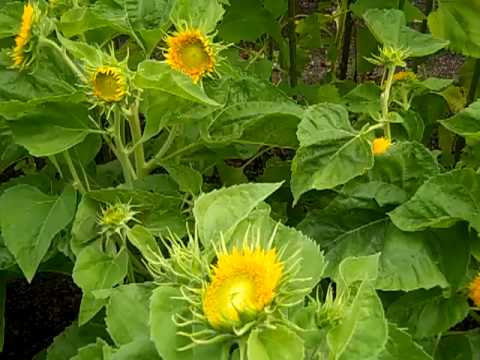 download lagu mp3 mp4 Are Sunflowers Annuals, download lagu Are Sunflowers Annuals gratis, unduh video klip Are Sunflowers Annuals
