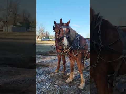 TEAM OF BELGIUM WORK HORSES  #belgiumworkhorses #teamofhorses #wagonload #ridingdog