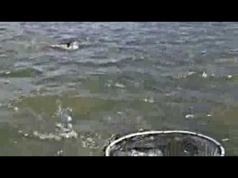 Fight with a North Platte Rainbow