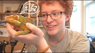 Chameleon Facts 2, Talking about Chameleon Care
