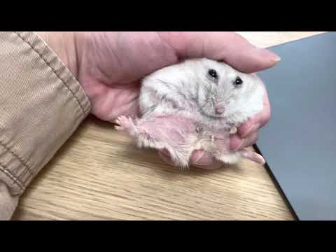 Hello , l’m a fat hamster