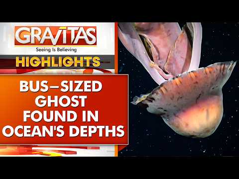 Watch a 30-foot Predator Lurking Under the Waves | Rare Sight of the World’s Largest Jellyfish