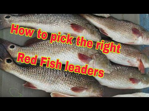 Red fish leaders uses and how to use them and where passing on our knowledge to help you catch more