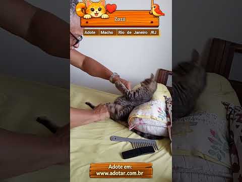 Vídeo de Zazá 