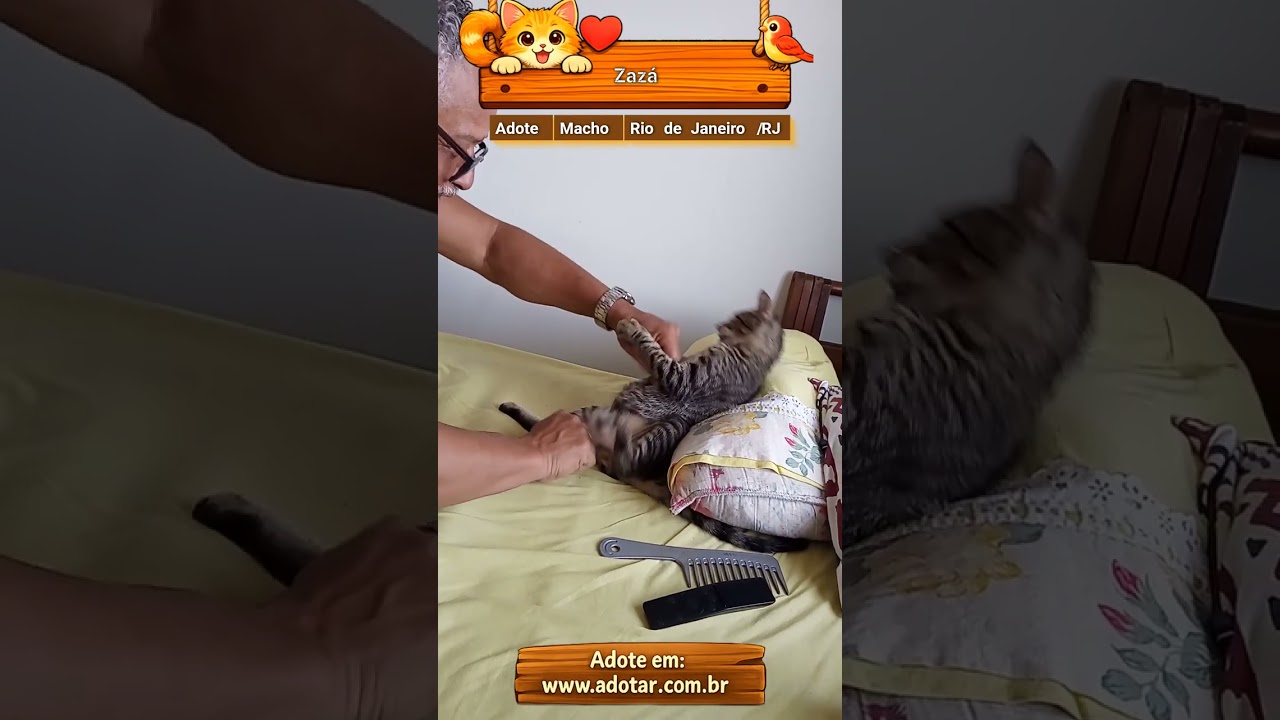 Gato raça SRD-ViraLata idade 2 a 6 meses nome Zazá 