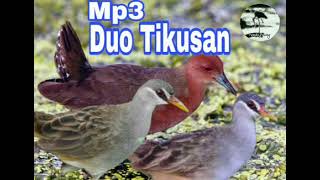 Download lagu Suara burung sawah campuran Tikusan alis putih dan Tikusan merah mp3