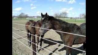 preview picture of video 'Horse play at the Amish Farm 1'