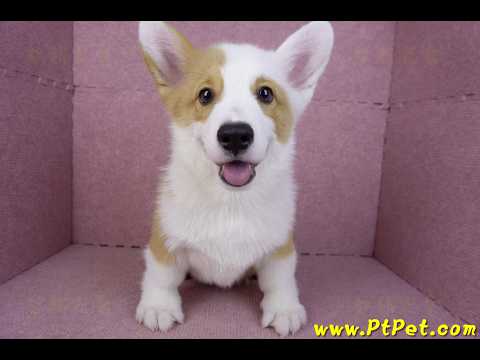 11/05雙色柯基犬公幼犬(新竹新豐)