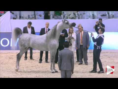N.218 E.S. HARIR - Dubai 2016 - Stallions 4-6 years old (Class 12)