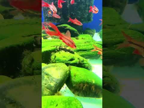 Video Thumb