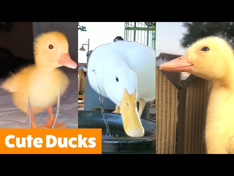 Who Knew Ducks Could Be This Funny?