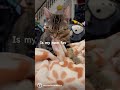 Cat Making Biscuits In His Dream Shorts See Description