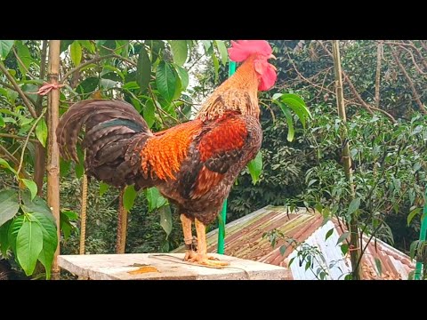 top most beautiful rooster chicken crowing